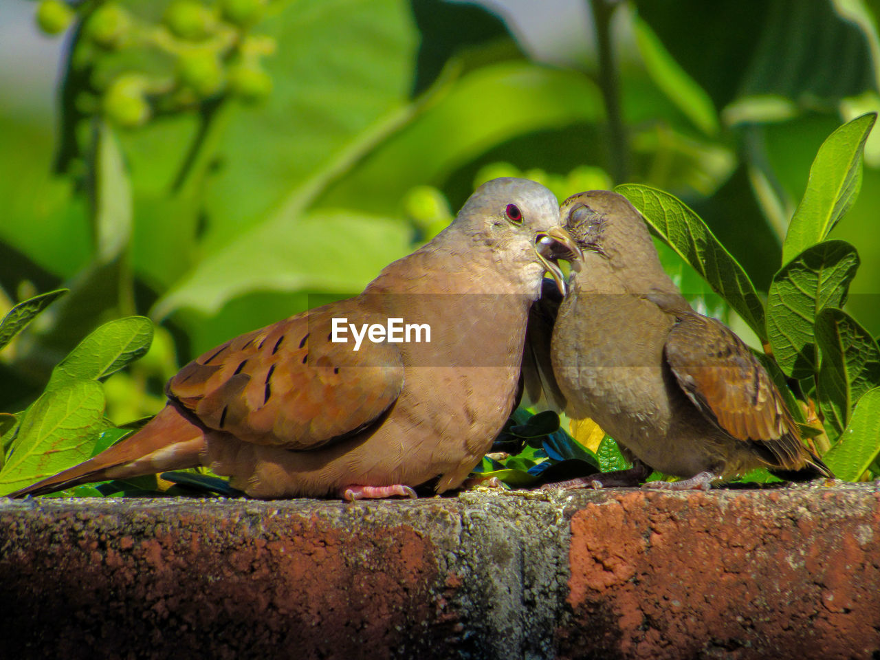 CLOSE-UP OF A BIRD PERCHING ON PLANT