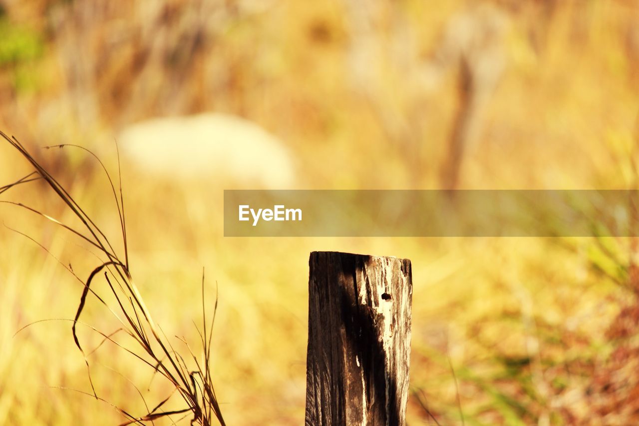 CLOSE-UP OF WOODEN POST ON GRASSY FIELD