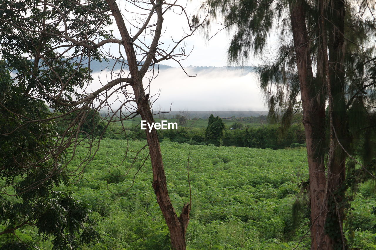 SCENIC VIEW OF FOREST