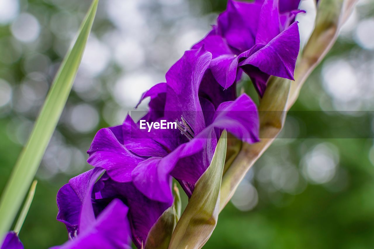 CLOSE-UP OF PURPLE FLOWER