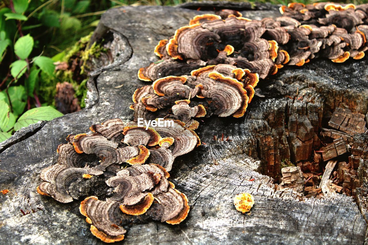 CLOSE-UP OF MUSHROOMS GROWING ON WOOD