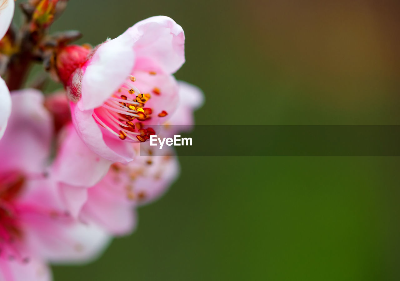 CLOSE-UP OF PINK CHERRY BLOSSOMS