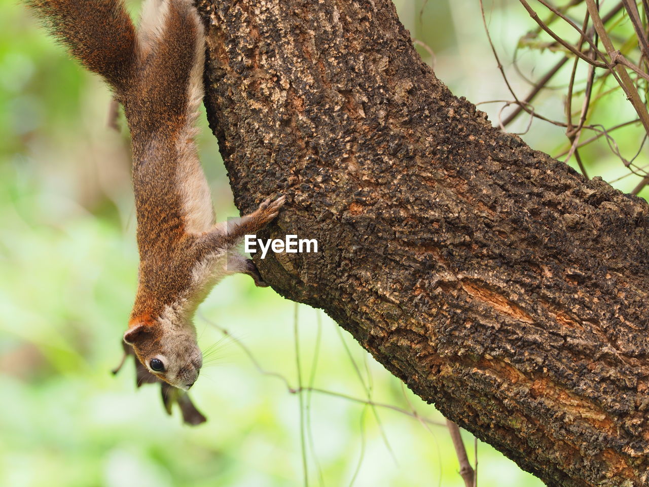 CLOSE-UP OF SQUIRREL ON TREE BRANCH