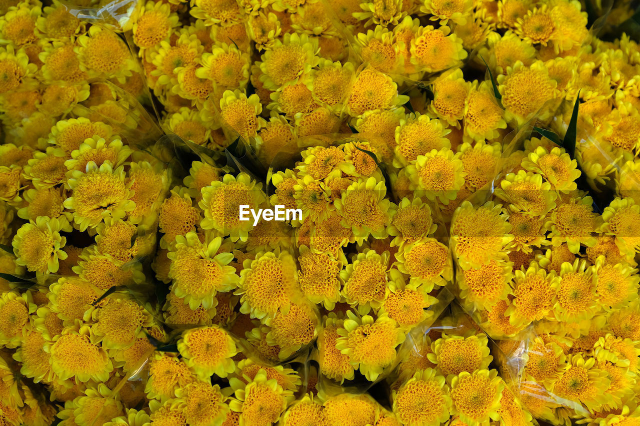 FULL FRAME OF YELLOW FLOWERS FOR SALE