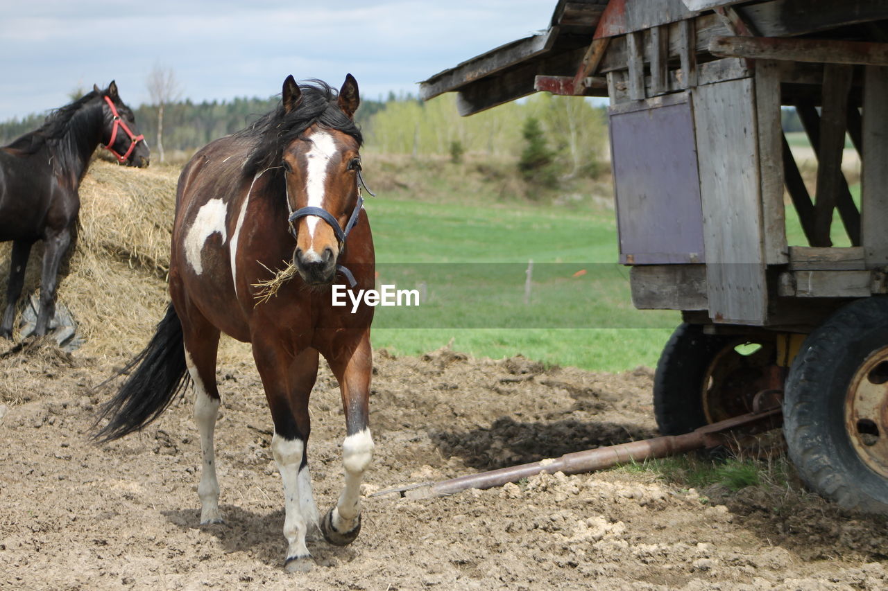 Close-up of horse