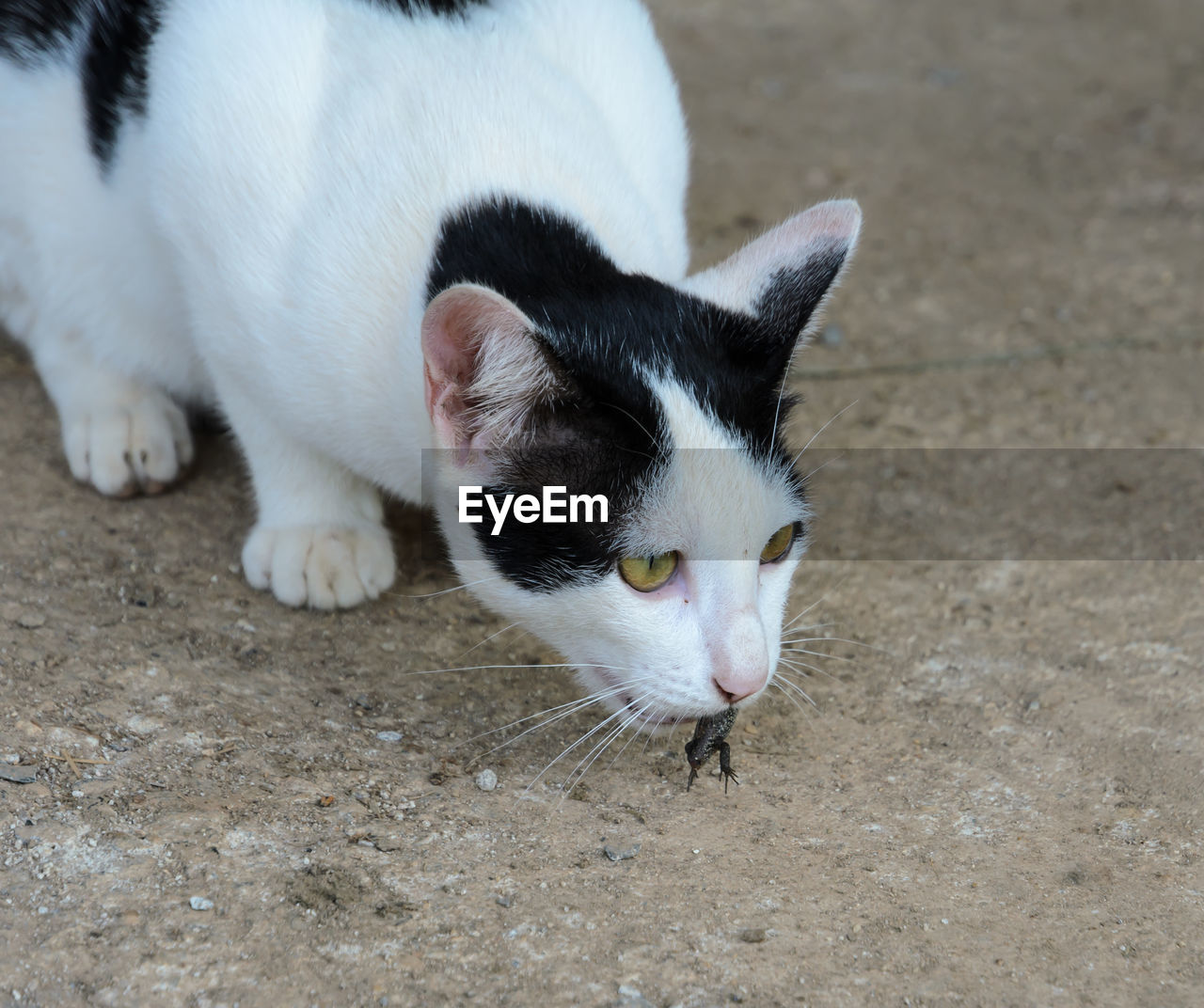 CLOSE-UP OF WHITE CAT