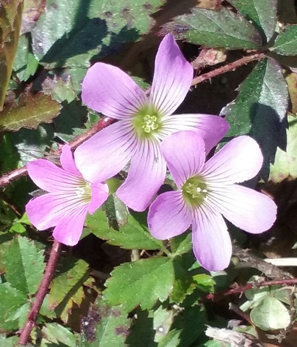 CLOSE-UP OF PINK FLOWERS BLOOMING