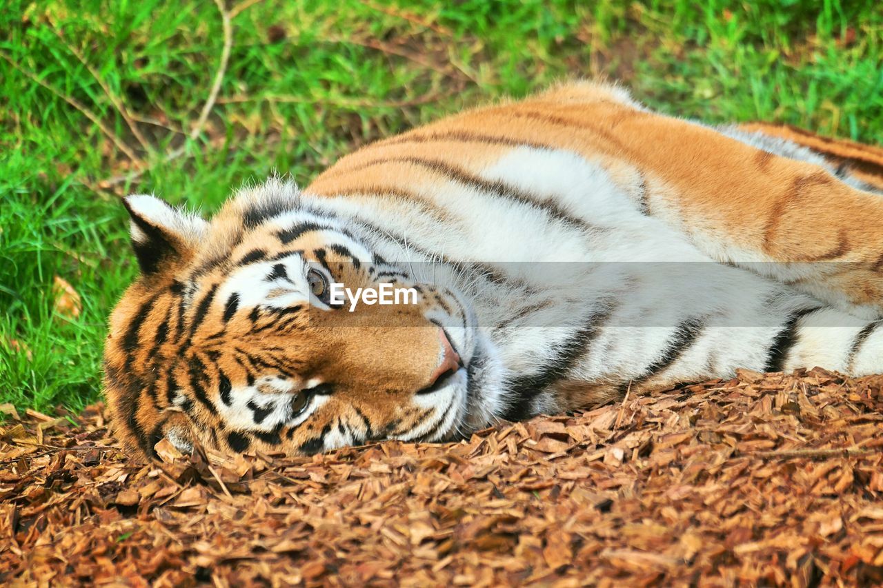 TIGER LYING DOWN ON GRASS