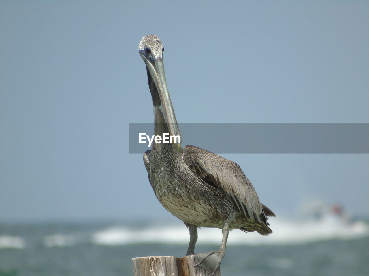 Close-up of bird perching on sea against sky