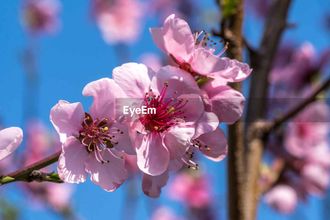 CLOSE-UP OF PINK CHERRY BLOSSOM TREE