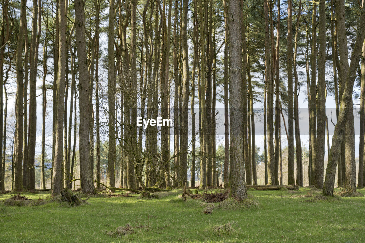 plant, tree, land, forest, tree trunk, trunk, beauty in nature, grove, tranquility, natural environment, nature, growth, woodland, non-urban scene, environment, tranquil scene, landscape, grass, scenics - nature, green, no people, day, meadow, sunlight, idyllic, outdoors, field, remote, sky, lush foliage, abundance