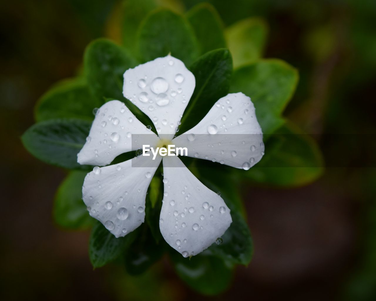 CLOSE-UP OF WATER DROPS ON GLASS FLOWER