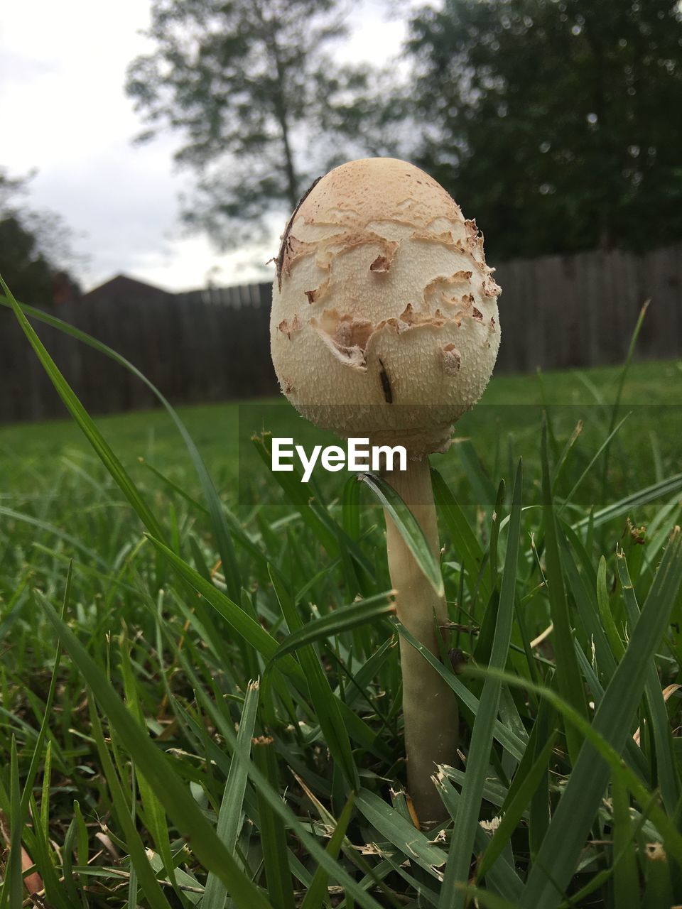 CLOSE-UP OF MUSHROOM ON FIELD