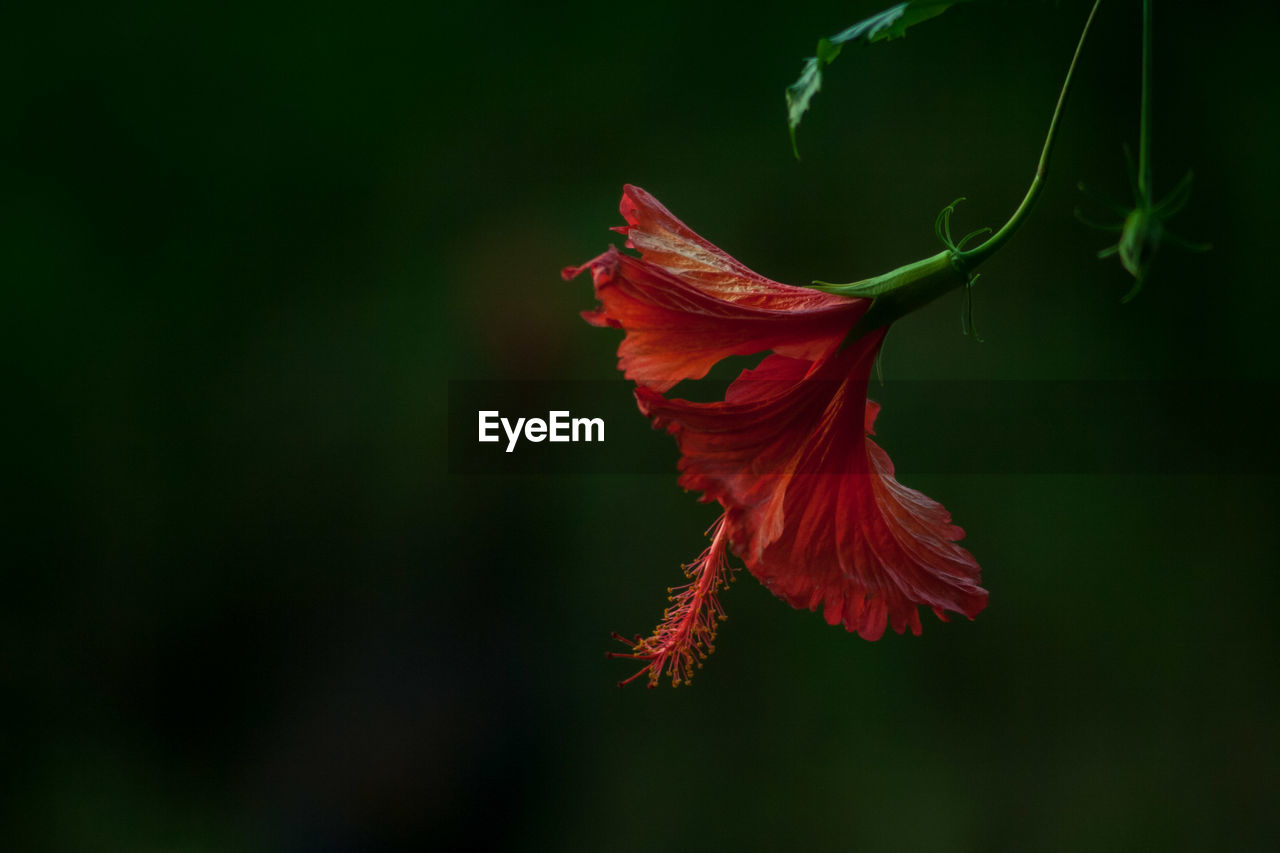 CLOSE-UP OF RED HIBISCUS PLANT