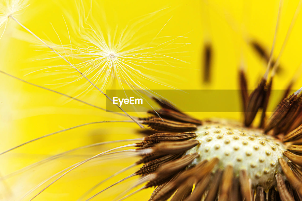 CLOSE-UP OF YELLOW DANDELION FLOWER AGAINST BLURRED BACKGROUND