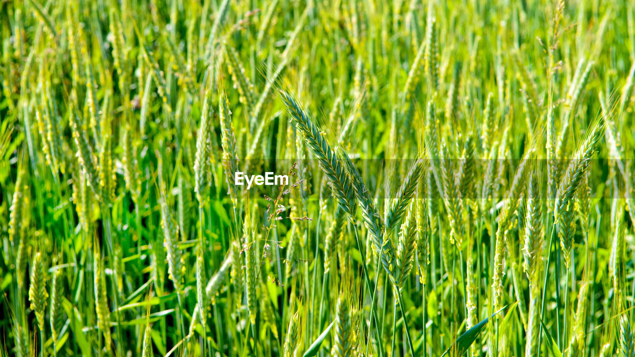 FULL FRAME SHOT OF WHEAT CROPS