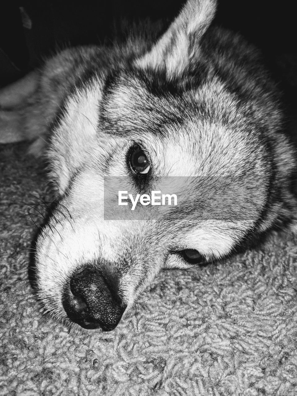 CLOSE-UP OF DOG LYING DOWN ON CARPET