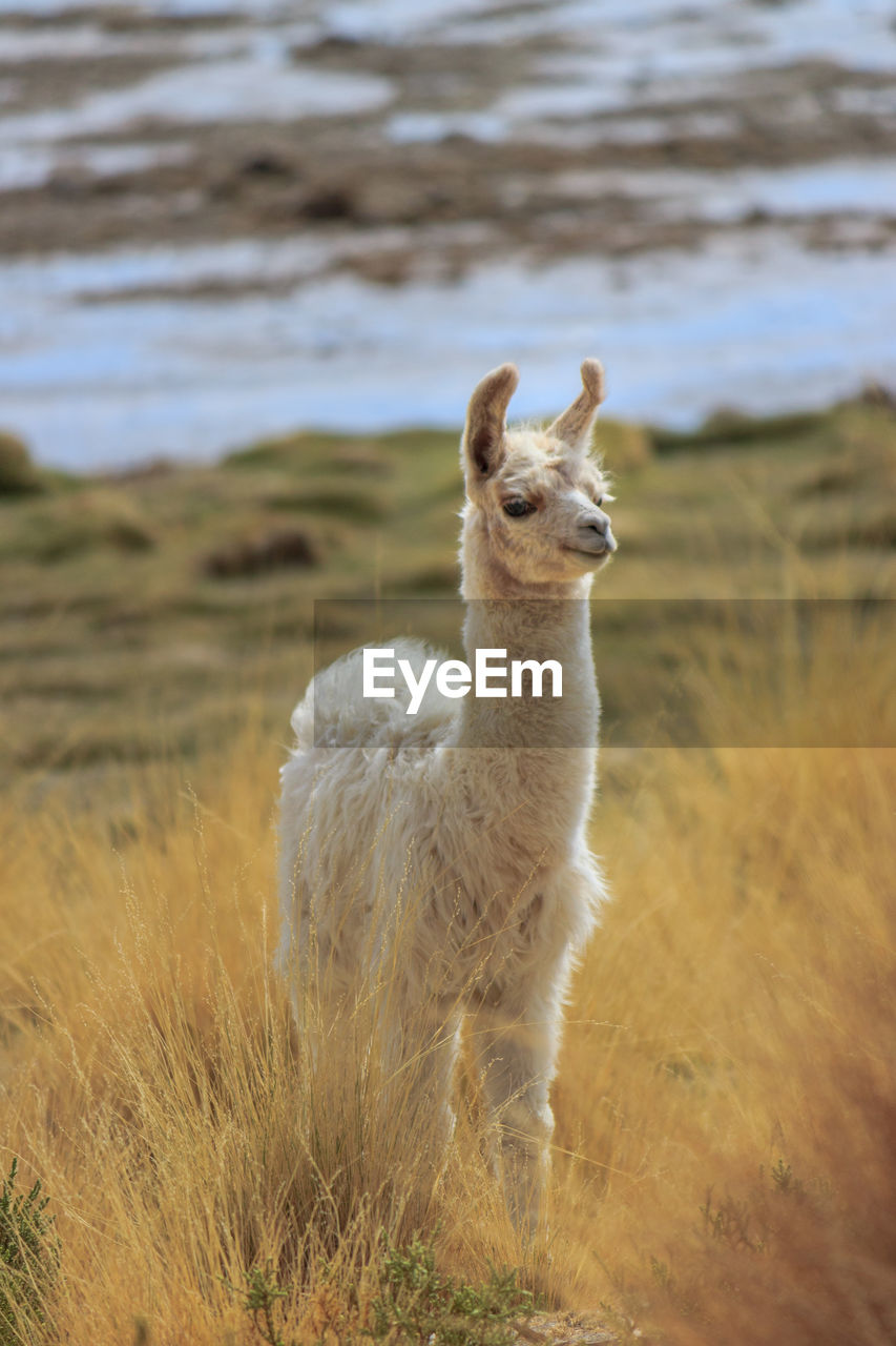 Llama on grassland