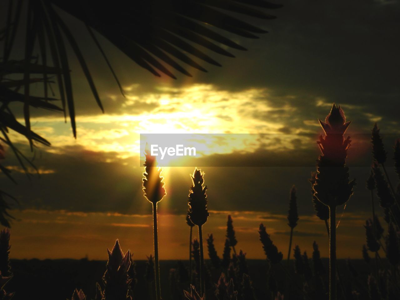 Close-up of silhouette plants against sky during sunset