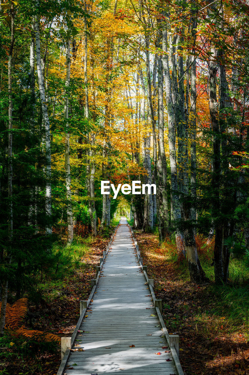 Dirt road amidst trees in forest during autumn