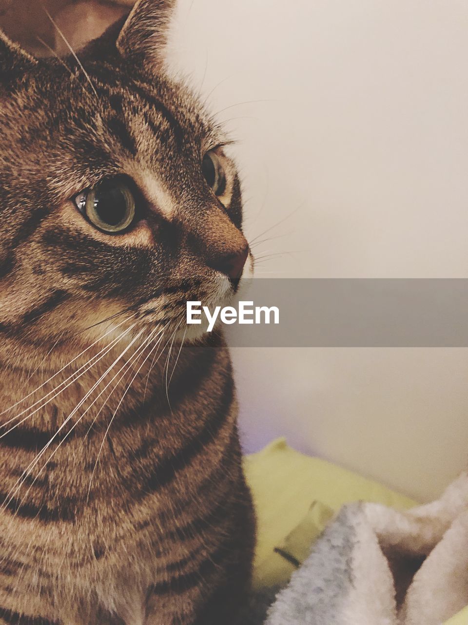 CLOSE-UP OF TABBY CAT LOOKING AWAY