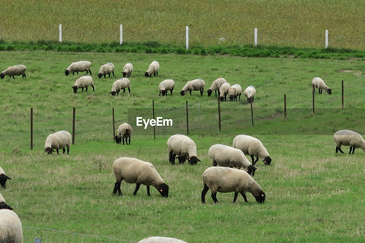 FLOCK OF SHEEP GRAZING ON FIELD