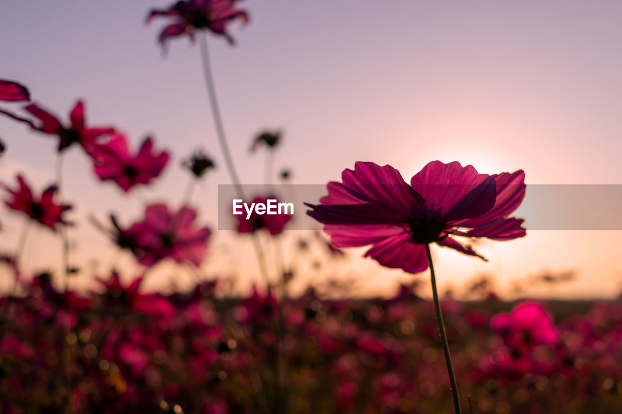 flower, flowering plant, plant, beauty in nature, freshness, pink, garden cosmos, nature, cosmos, sky, flower head, petal, inflorescence, fragility, close-up, sunset, growth, focus on foreground, macro photography, no people, magenta, blossom, field, red, outdoors, cosmos flower, landscape, springtime, tranquility, summer, botany, environment, multi colored, purple, vibrant color, plant stem, land, sunlight, scenics - nature, selective focus, wildflower, tranquil scene