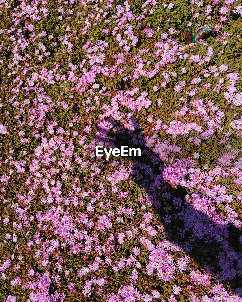 Shadow of hand on flowering plants