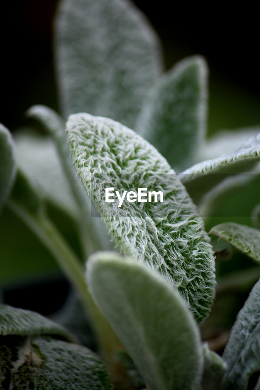 Close-up of fresh green plant