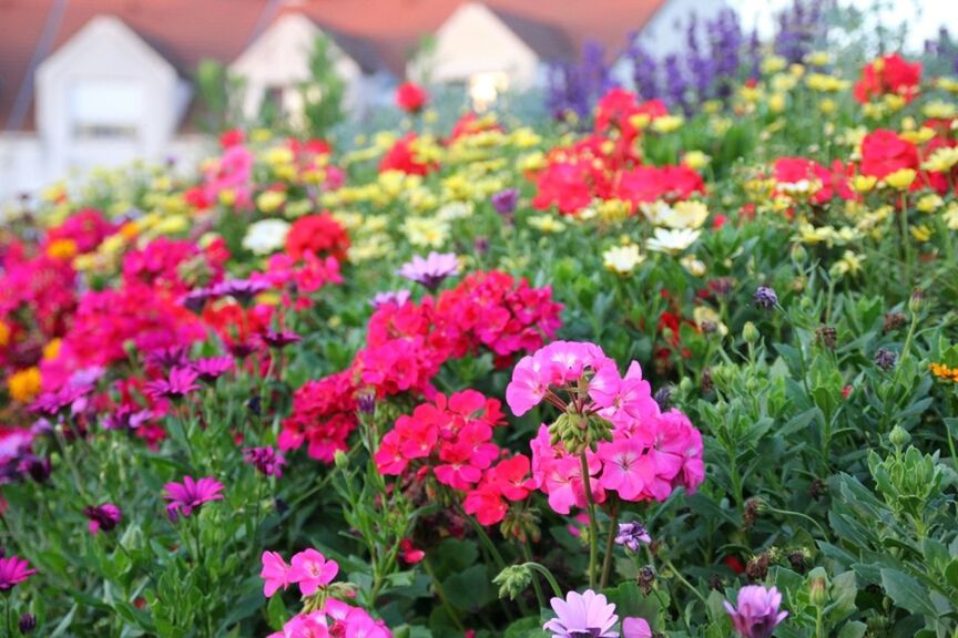 CLOSE-UP OF PINK FLOWERS BLOOMING