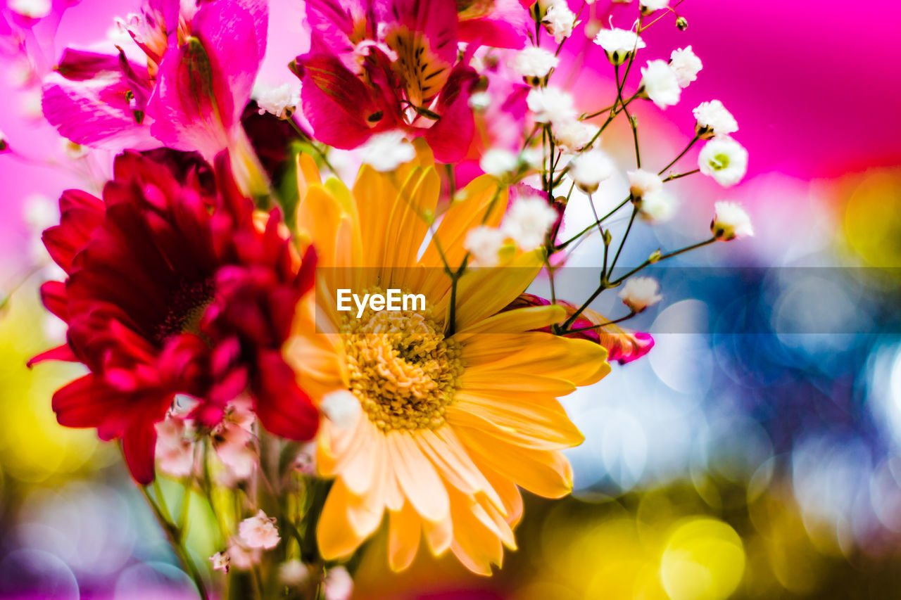 Close-up of yellow flower