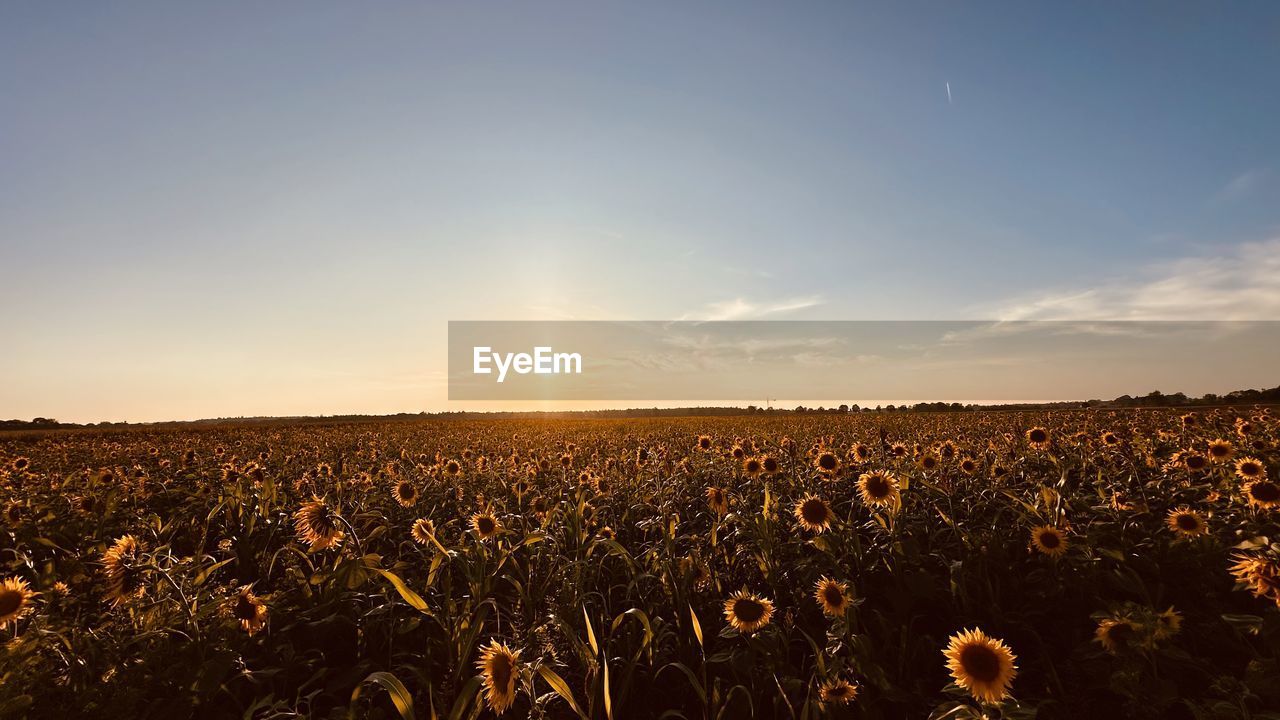 sky, landscape, horizon, field, environment, land, agriculture, sunset, plant, nature, crop, rural scene, beauty in nature, sunlight, cereal plant, growth, cloud, scenics - nature, horizon over land, corn, tranquility, no people, sun, food, farm, dawn, blue, tranquil scene, summer, plain, outdoors, abundance, evening, gold, idyllic, urban skyline, freshness, food and drink, flower, grass, lens flare, twilight, yellow, copy space, clear sky, non-urban scene, day, sunbeam, vegetable, soil, sunny, rural area, barley, harvesting, back lit