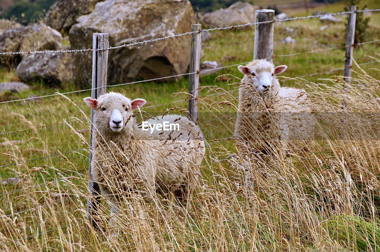 Two sheep in a field against fence