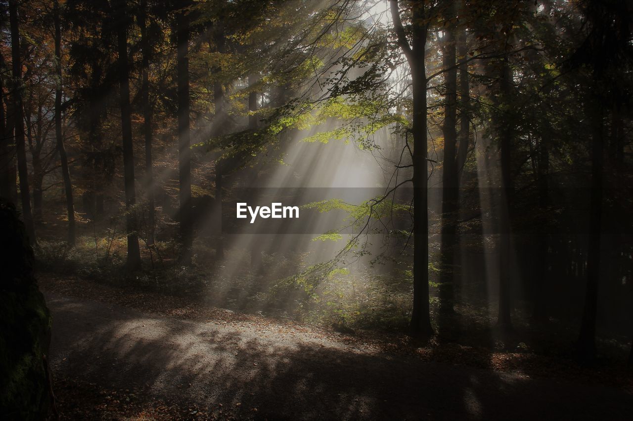 Sunlight streaming through trees in forest