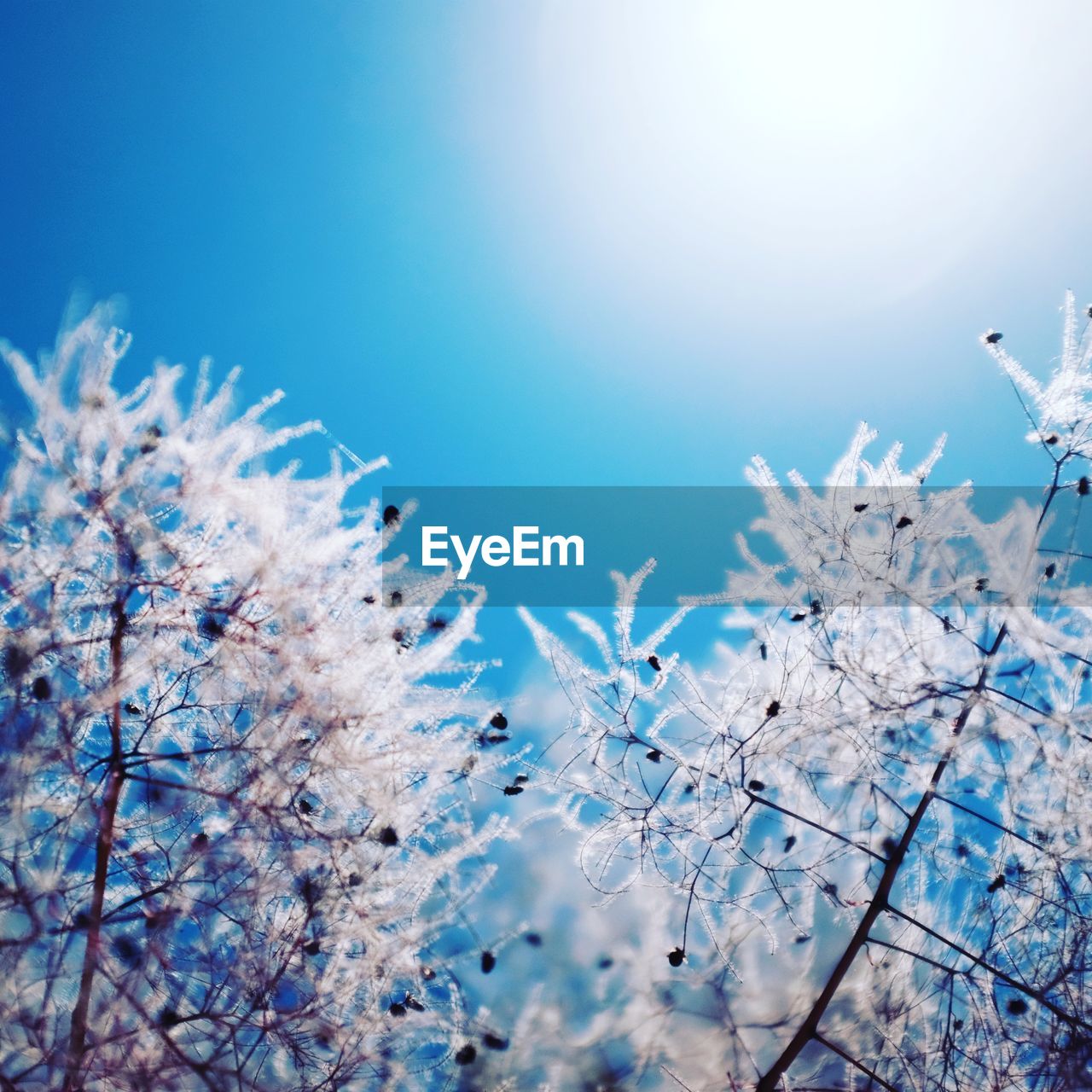 LOW ANGLE VIEW OF CHERRY BLOSSOM TREE AGAINST CLEAR BLUE SKY