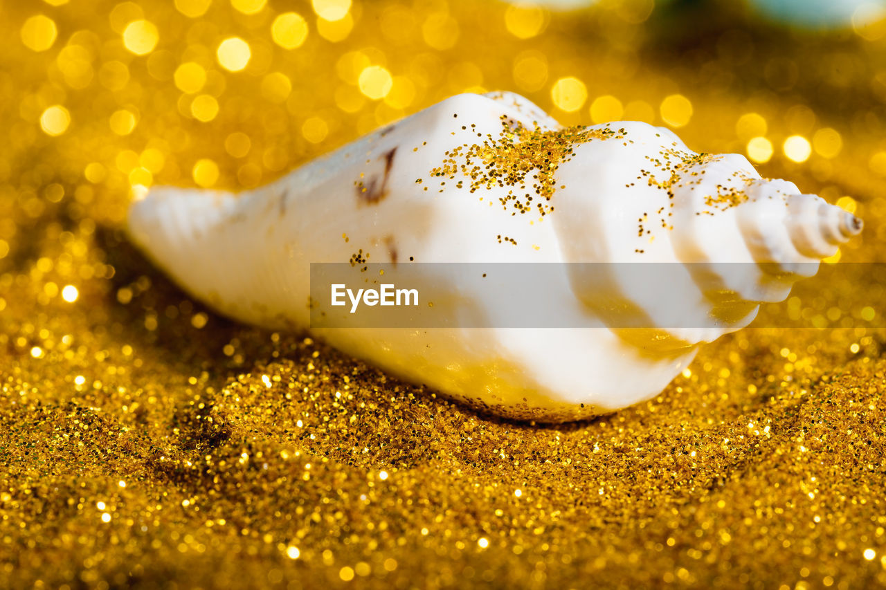 Close-up of seashell on glitter