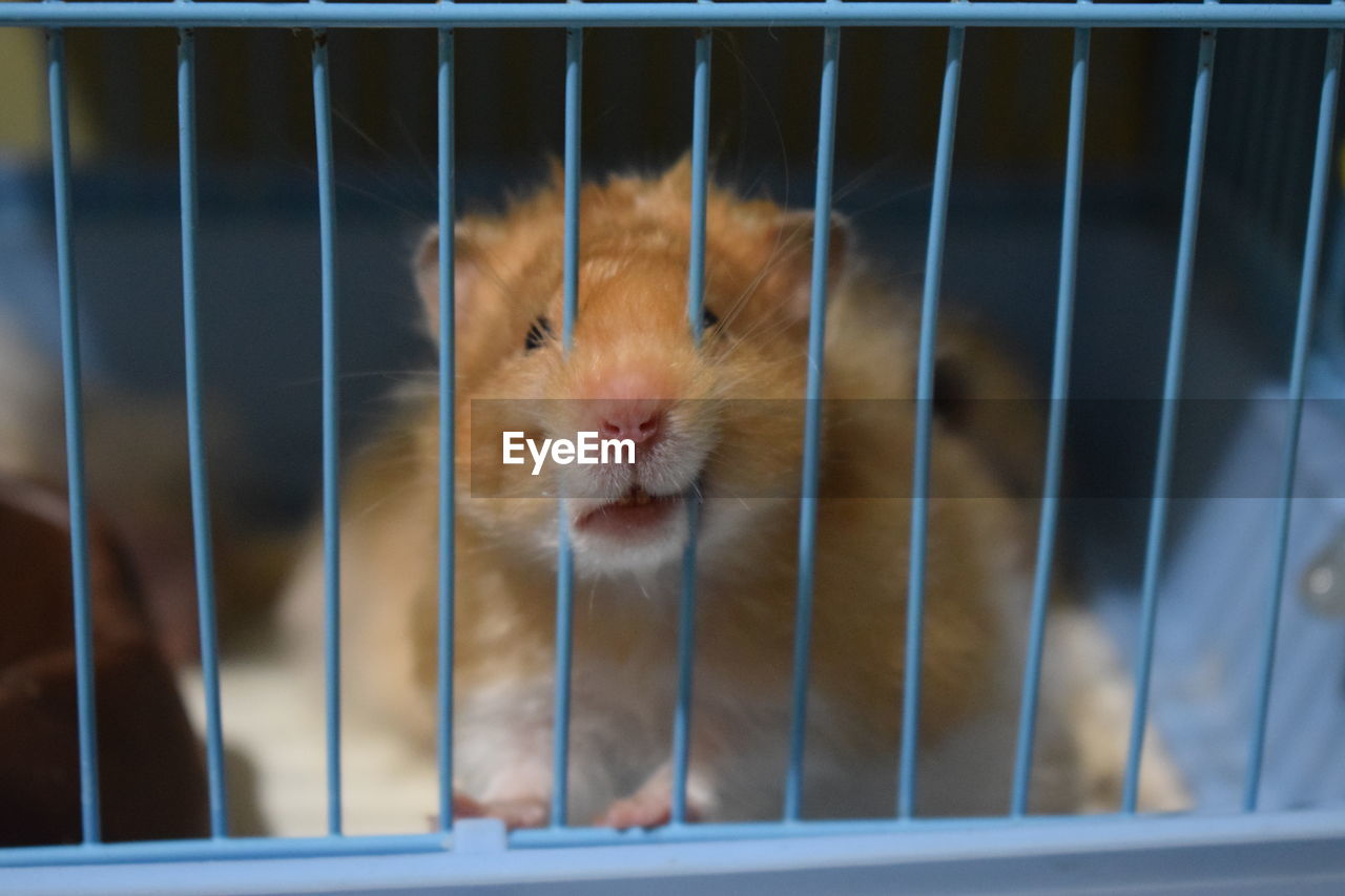 Close-up of hamster in cage