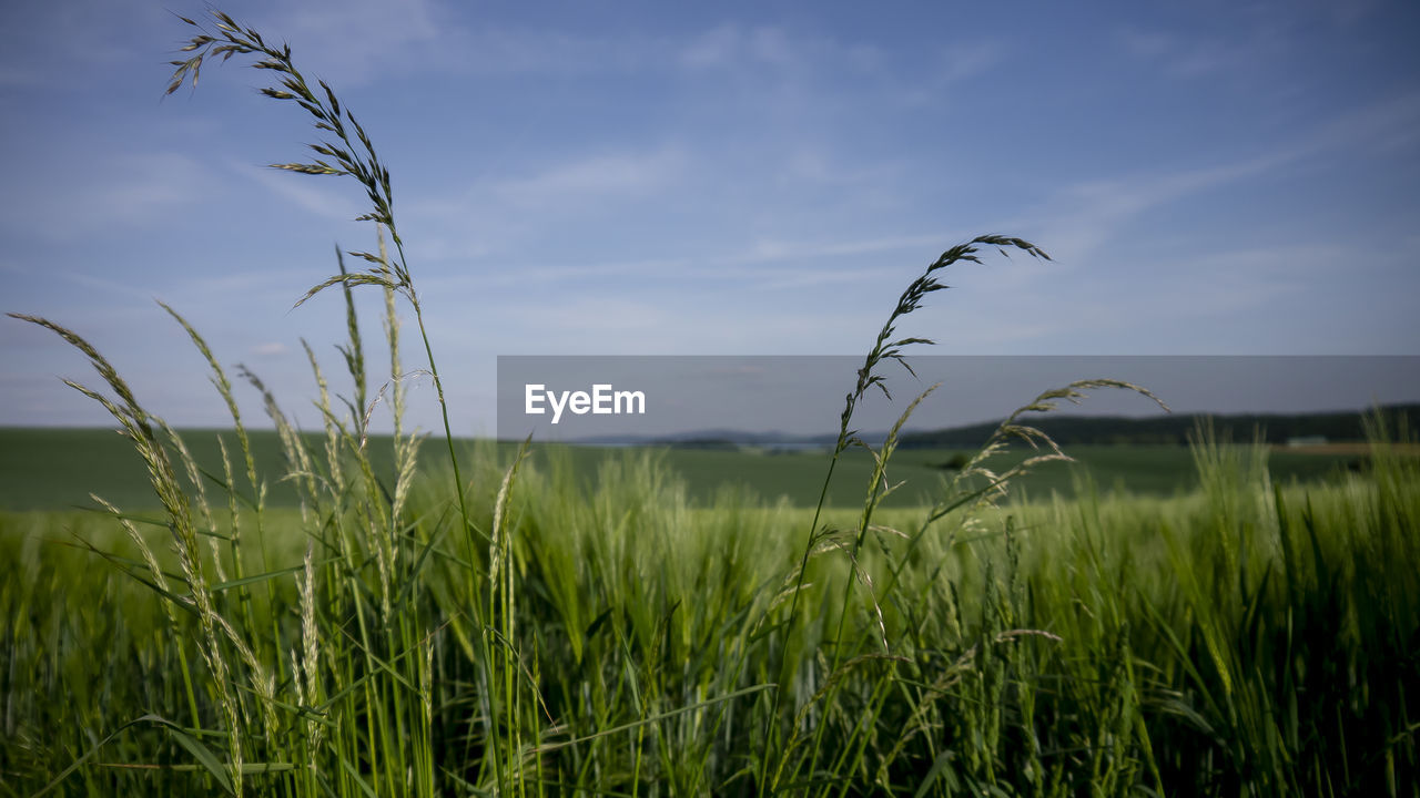 Crops growing on field against sky