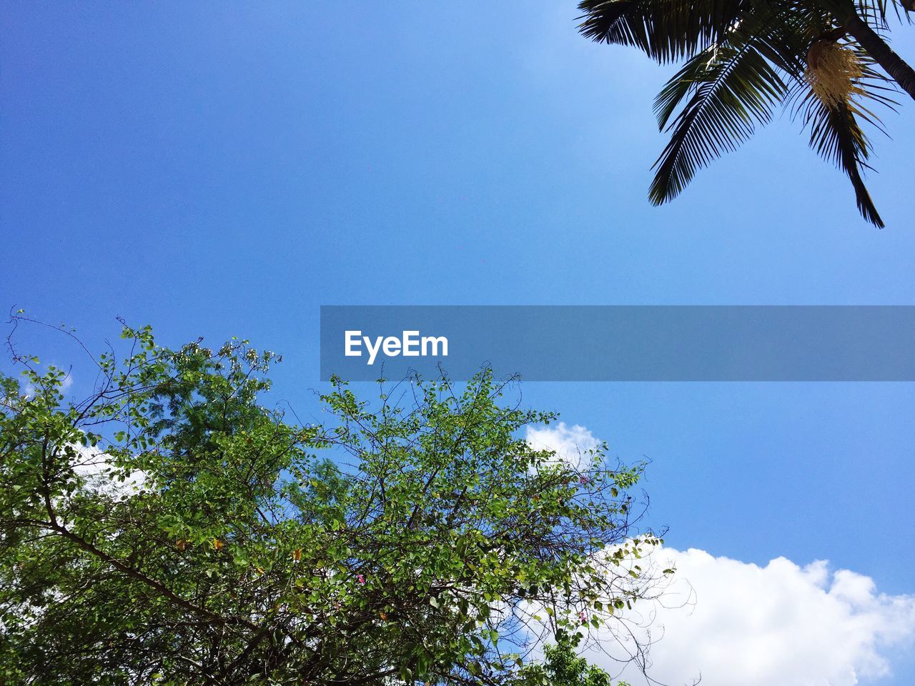 LOW ANGLE VIEW OF PALM TREE AGAINST BLUE SKY