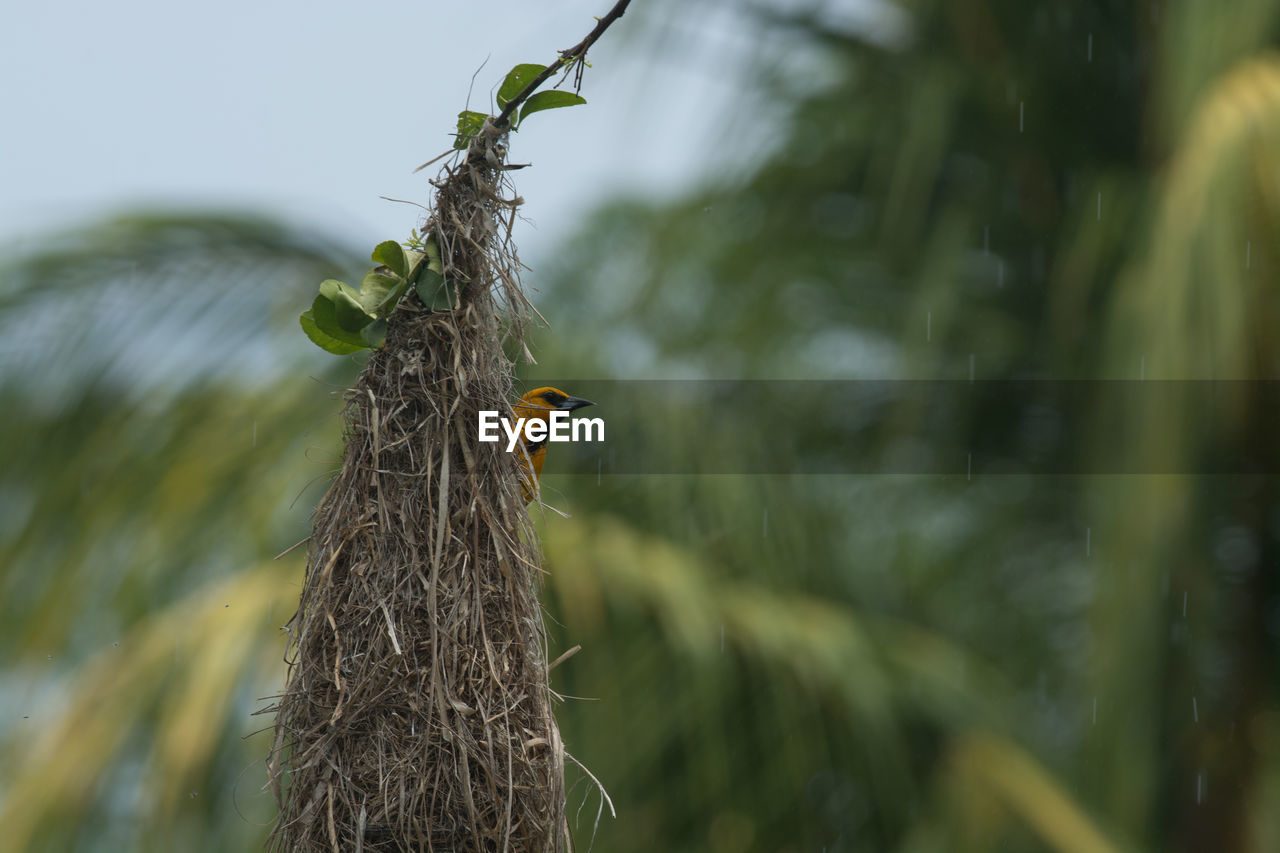 CLOSE-UP OF BIRD PERCHING ON PLANT