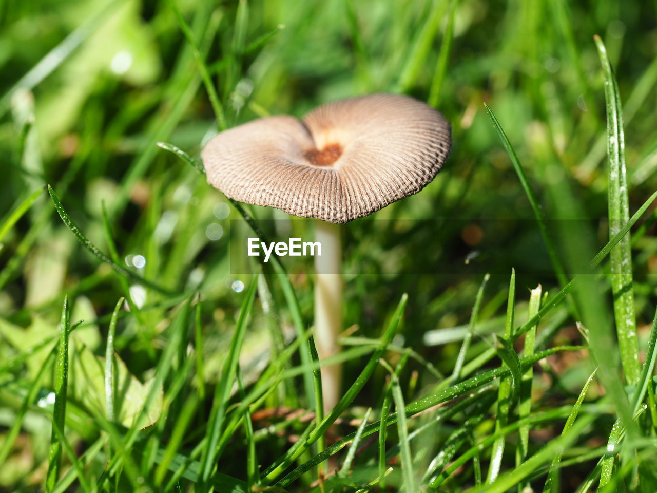 High angle view of mushroom amidst grass