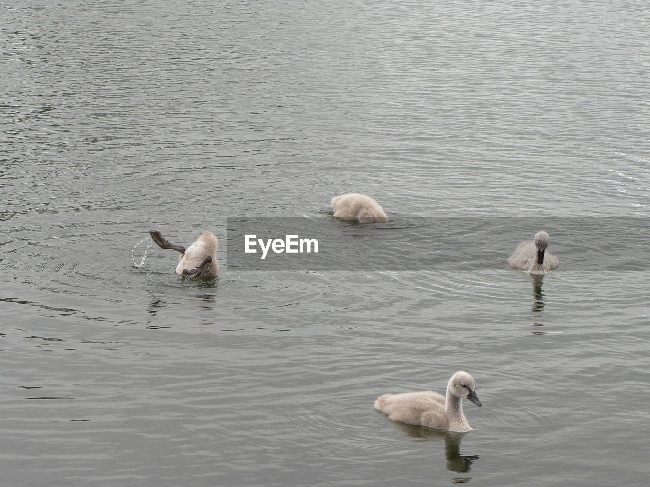 High angle view of ducks in lake