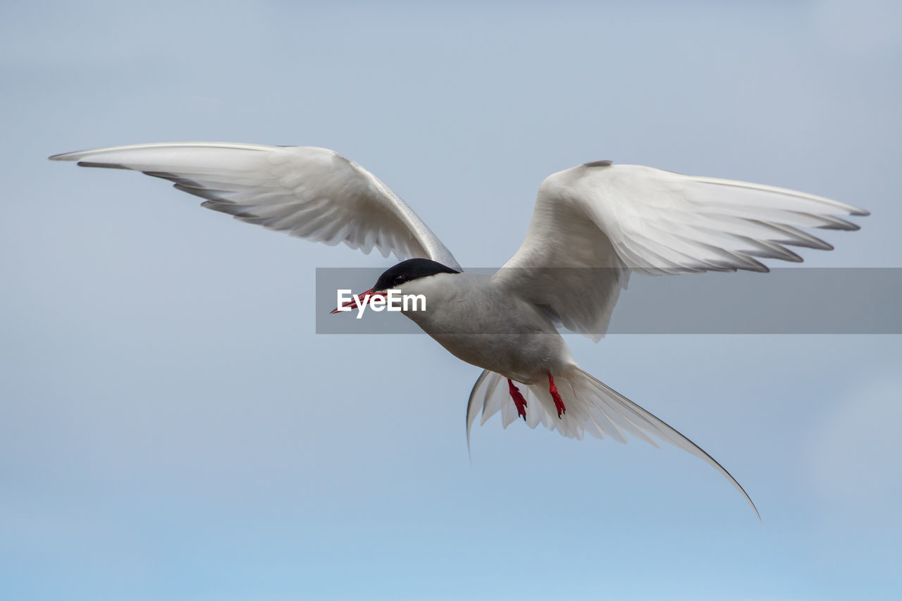 Low angle view of bird flying against clear sky