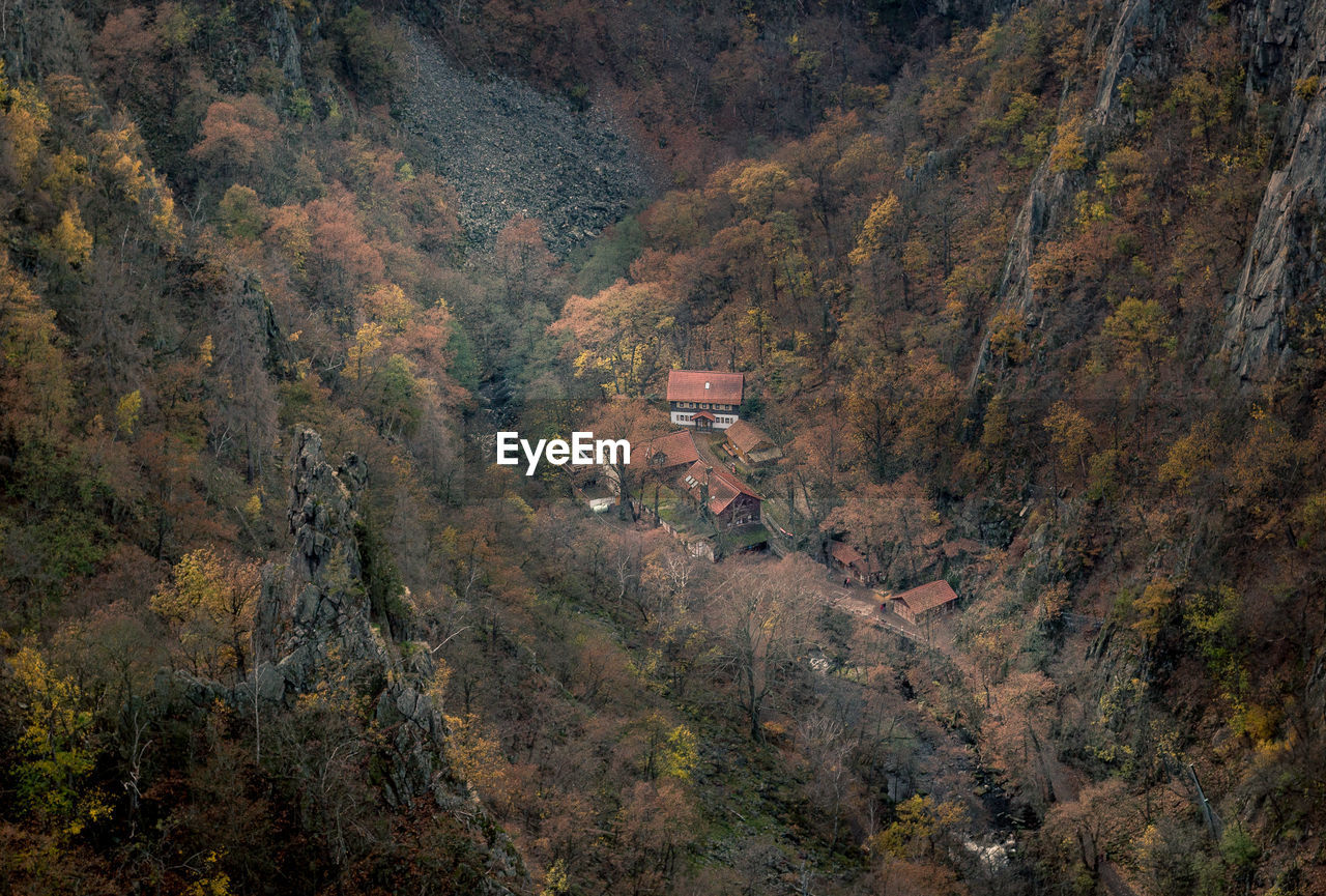 High angle view of trees in forest