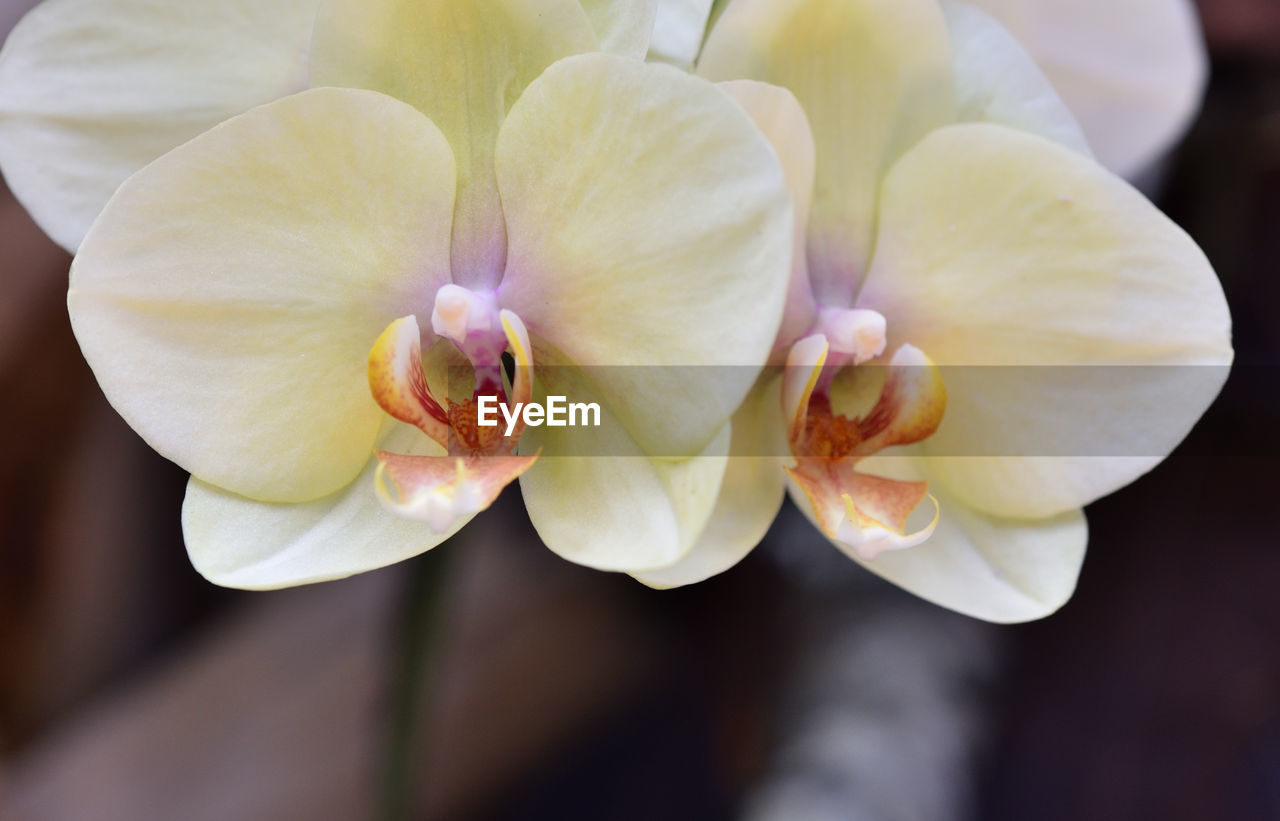 HIGH ANGLE VIEW OF WHITE ORCHID
