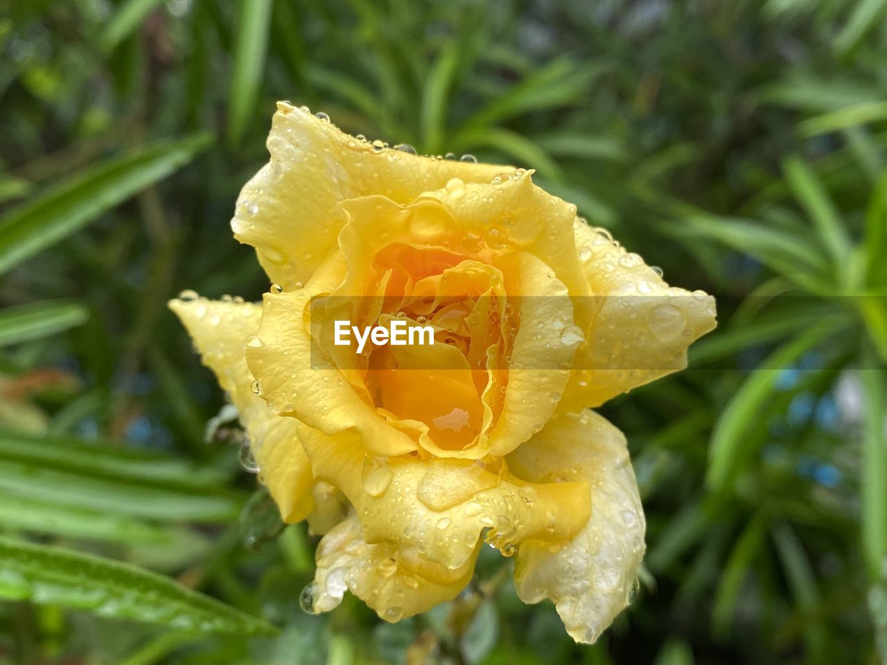 plant, yellow, flower, flowering plant, beauty in nature, nature, freshness, close-up, growth, wet, flower head, petal, drop, inflorescence, fragility, rose, water, no people, outdoors, rain, springtime, focus on foreground, macro photography, green, leaf, plant part, day, dew, food, garden, vegetable, food and drink, botany