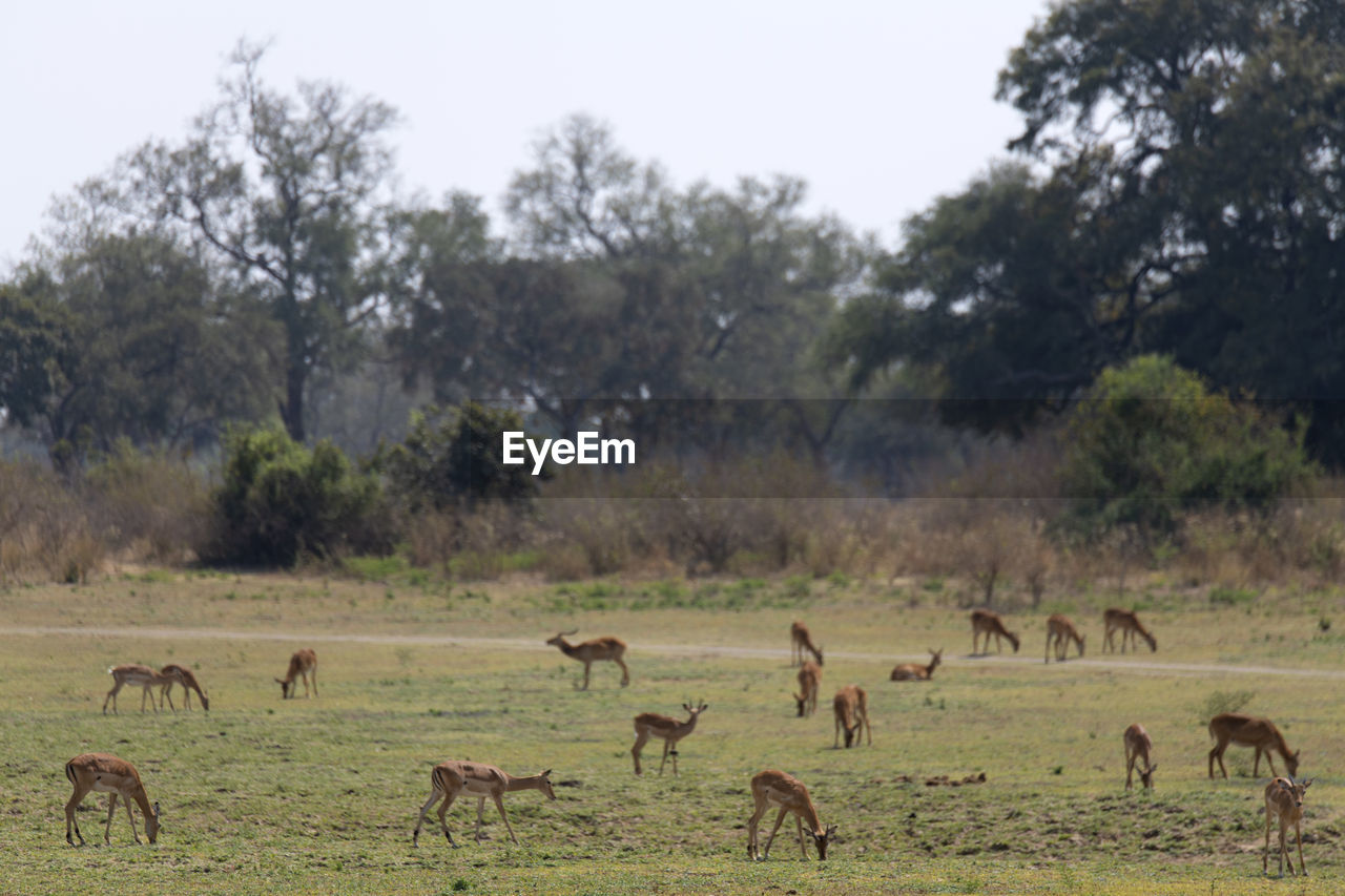 Flock of impalas grazing in a field