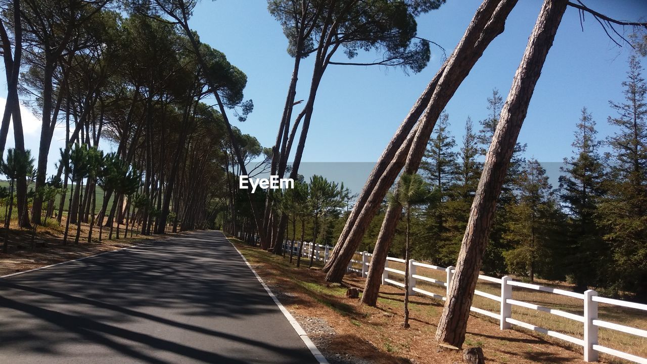 TREES IN FOREST AGAINST SKY