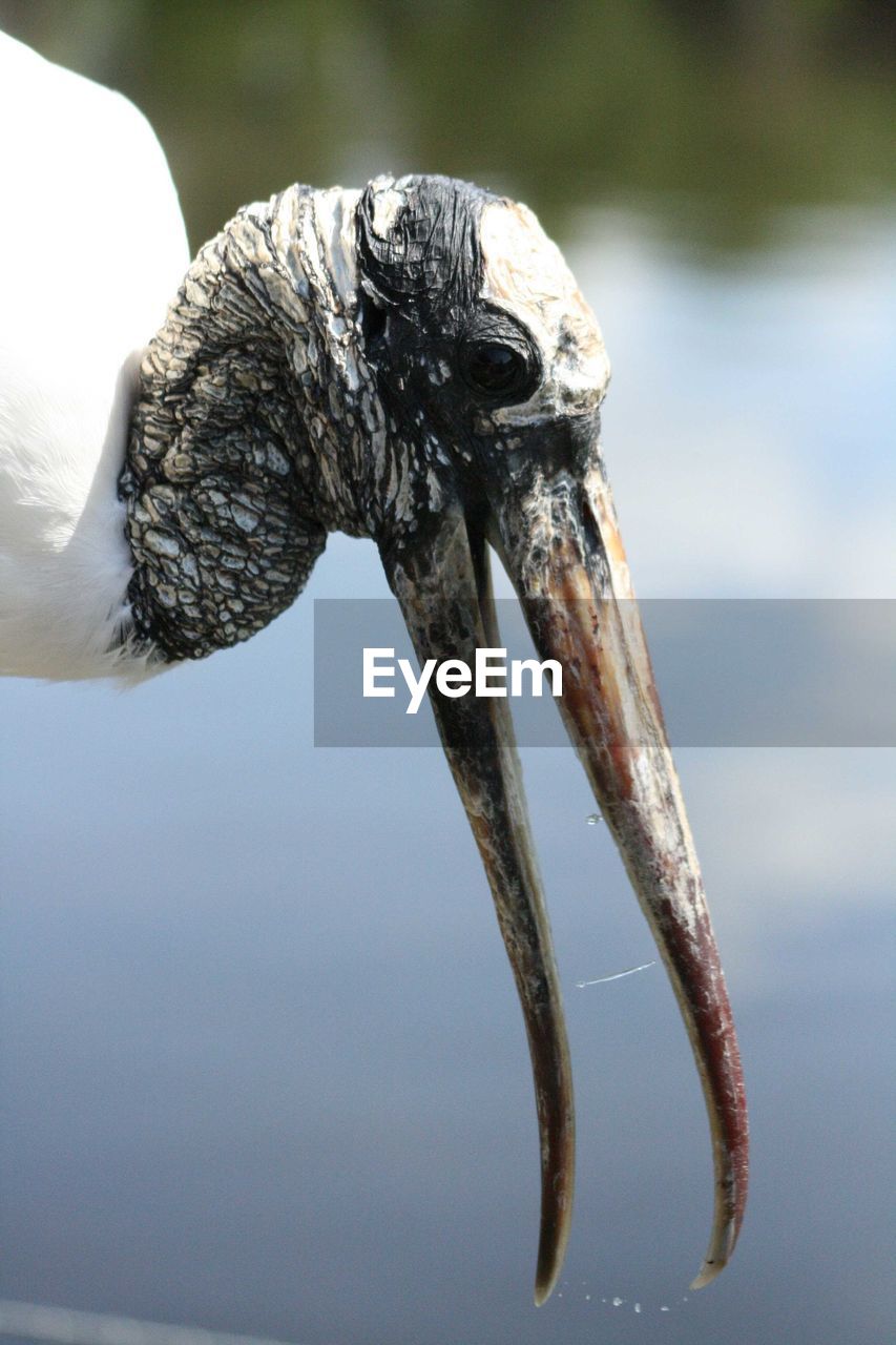 CLOSE-UP OF DEAD FISH IN A LAKE