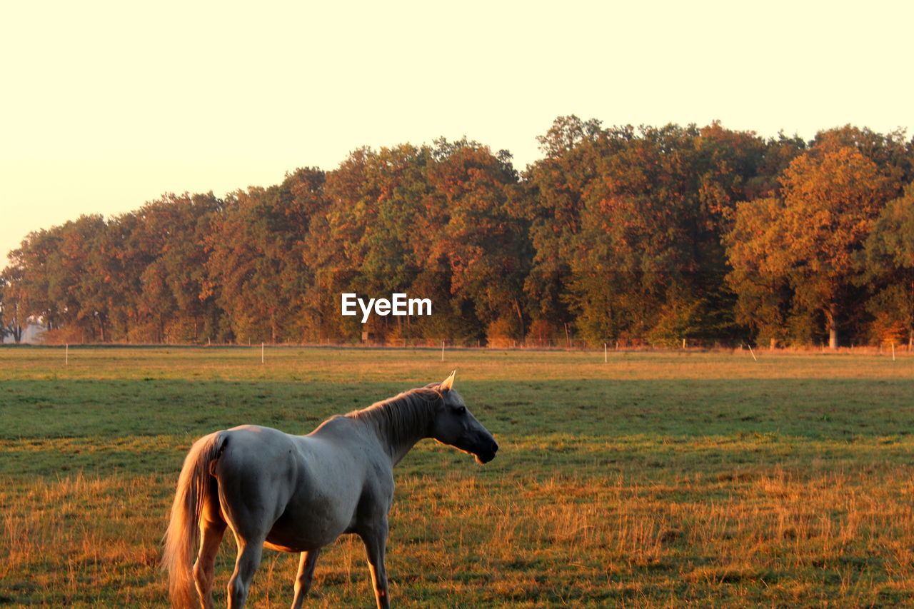 HORSE STANDING IN FIELD